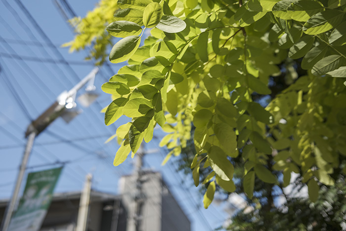 教会通りにある木の葉
